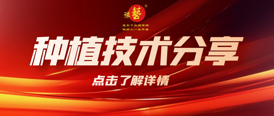 要想種出精品率高的胡蘿卜，這7點要注意！