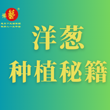 洋蔥種植秘籍：掌握這八點，種出優(yōu)質(zhì)洋蔥！